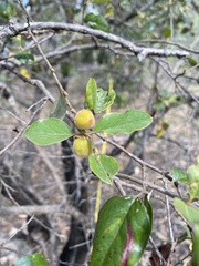 Petalostigma banksii