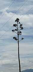 Agave vivipara