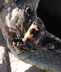 Nicrophorus marginatus