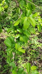 Antidesma venosum