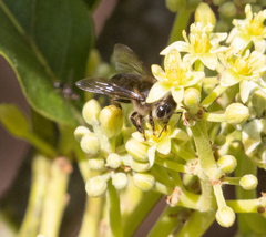 Apis mellifera unicolor