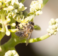 Apis mellifera unicolor