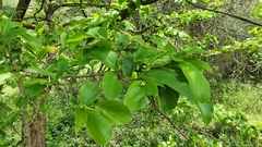 Antidesma venosum