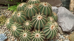 Parodia magnifica