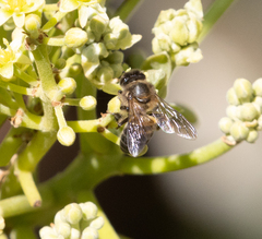Apis mellifera unicolor