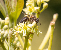 Apis mellifera unicolor
