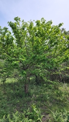 Antidesma venosum