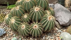 Parodia magnifica