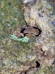 Gonatodes albogularis