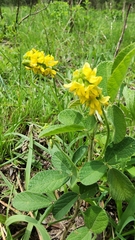Eriosema parviflorum
