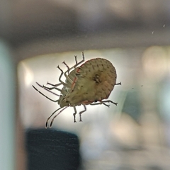 Arvelius albopunctatus