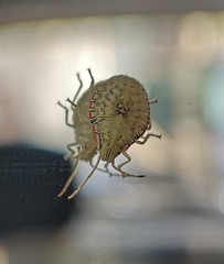 Arvelius albopunctatus