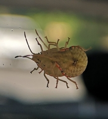 Arvelius albopunctatus