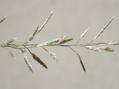 Eragrostis barrelieri