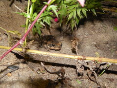 Rhinella horribilis