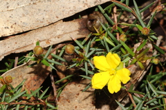 Hibbertia acicularis