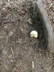 Truncocolumella citrina