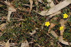 Hibbertia acicularis