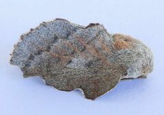 Phyllodesma americana