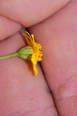 Thymophylla aurea