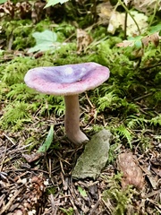 Russula bicolor
