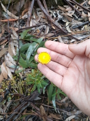 Coronidium scorpioides