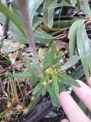 Coronidium scorpioides