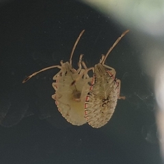 Arvelius albopunctatus