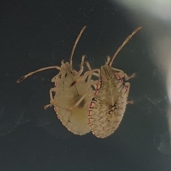 Arvelius albopunctatus