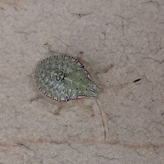 Arvelius albopunctatus