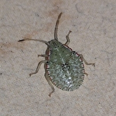 Arvelius albopunctatus