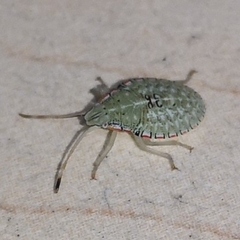 Arvelius albopunctatus