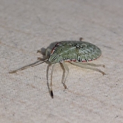 Arvelius albopunctatus