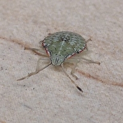 Arvelius albopunctatus