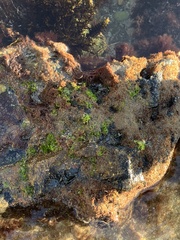 Ulvaceae