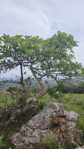 Ficus glumosa (Ficus glumosa)