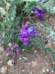 Astragalus lentiginosus