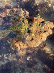 Ulvaceae