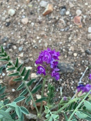Astragalus lentiginosus