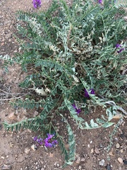 Astragalus lentiginosus