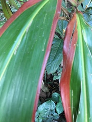 Cordyline