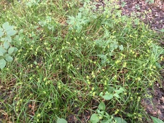 Carex louisianica