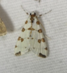 Conchylodes octonalis