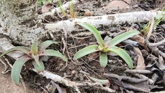 Crassula alba