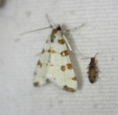 Conchylodes octonalis