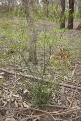 Senecio phelleus