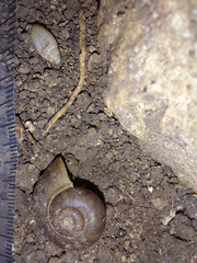 Neocyclotinae