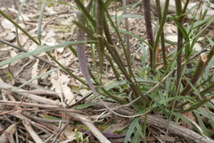 Senecio phelleus