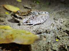Leptodactylus insularum