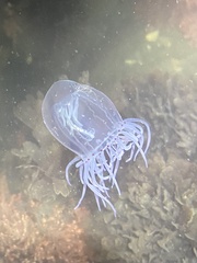 Polyorchis penicillatus